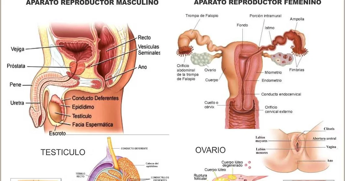 el ciclo reproductor de los seres humanos