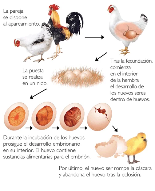 La reproducción en los animales vertebrados