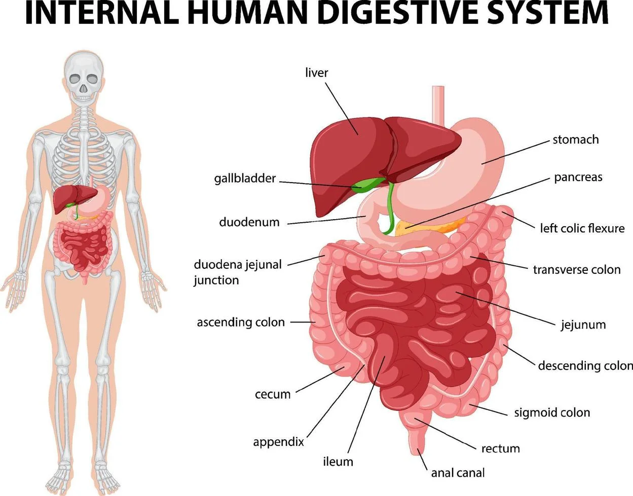 el aparato digestivo y sus partes