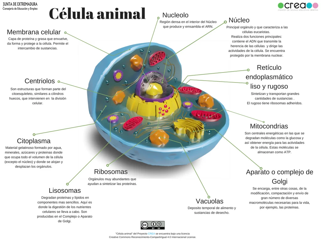 Organelos Y Funciones De Una Celula Eucariota Ideal