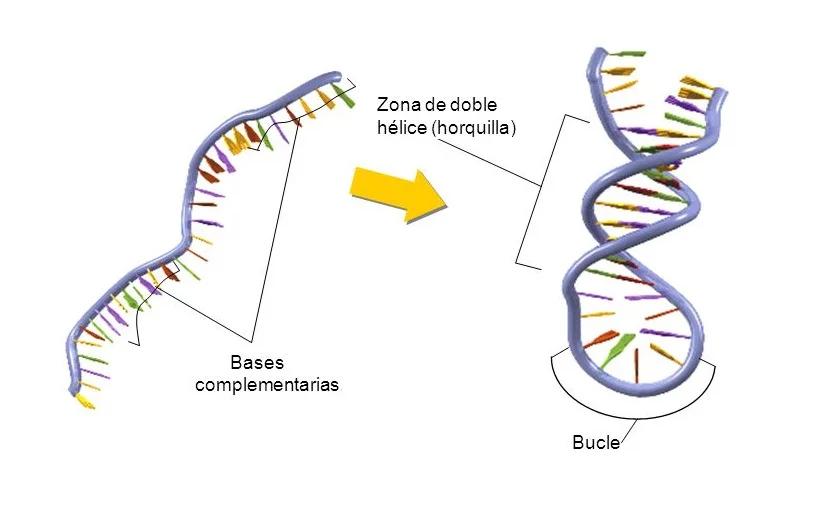 El Ácido ribonucleico ARN