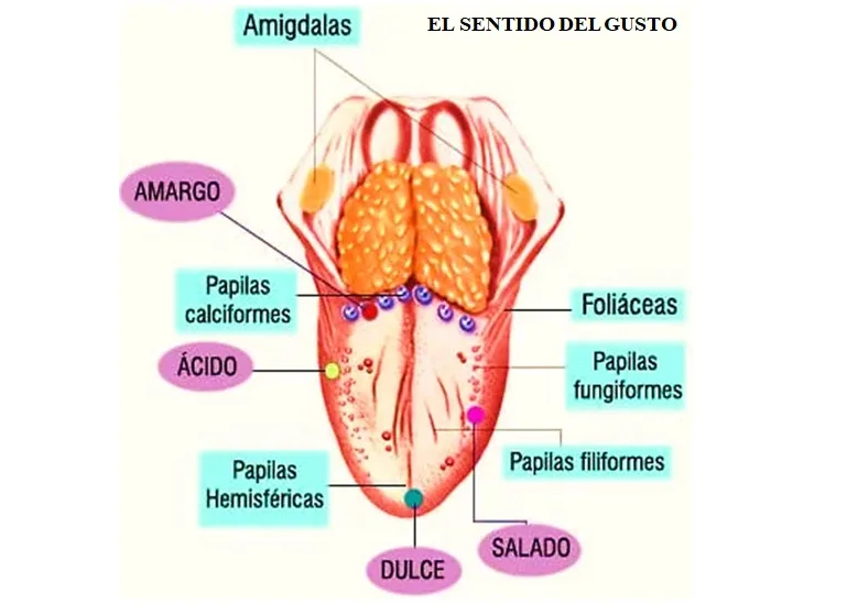 Detalles Gusto Dibujo Y Sus Partes Muy Caliente Camera Edu Vn