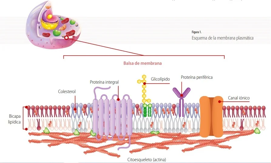Membrana plasmática: Estructura y funciones