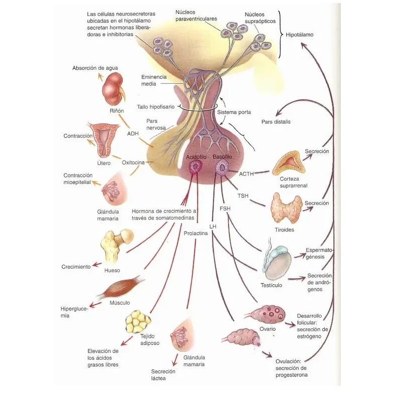 las glándulas del sistema endocrino