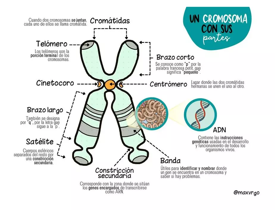 los cromosomas y sus partes