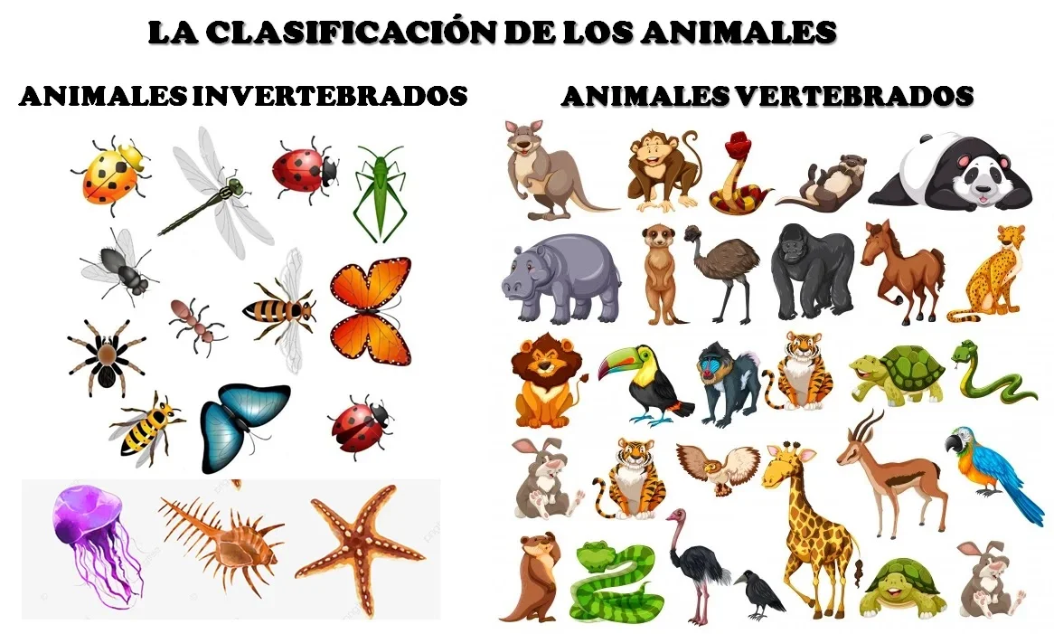 clasificación de los animales