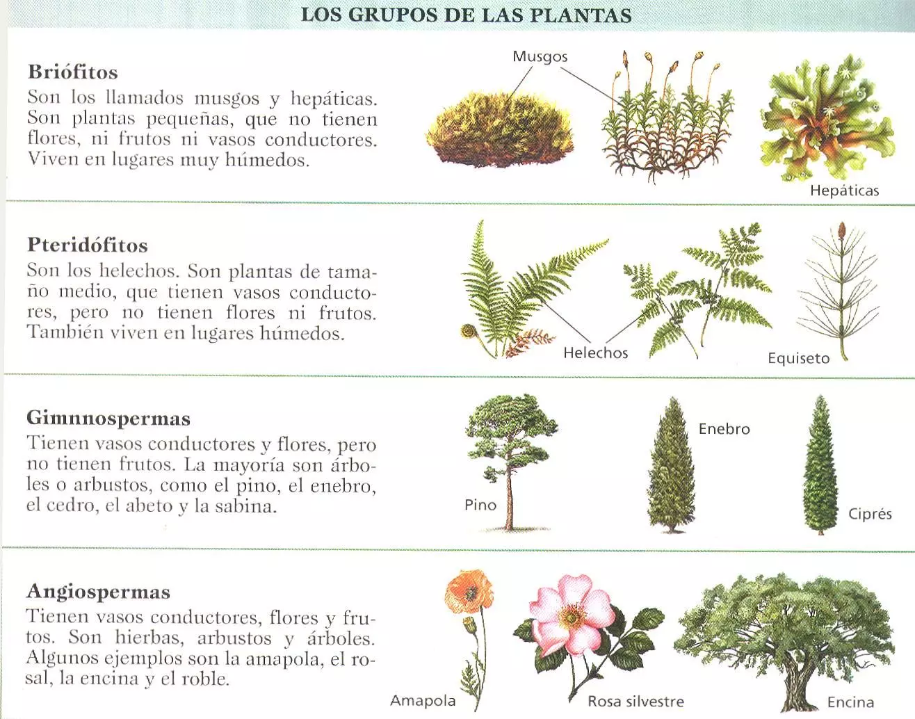 la clasificación de las plantas