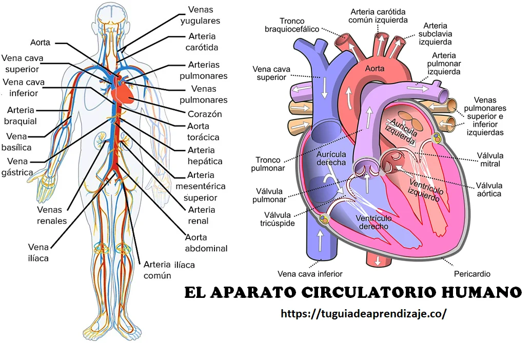 El aparato circulatorio humano