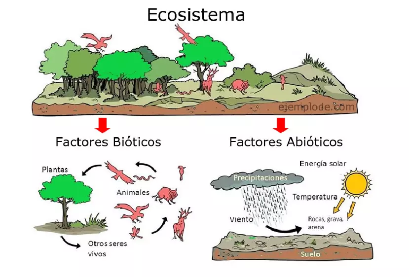 Que son los ecosistemas