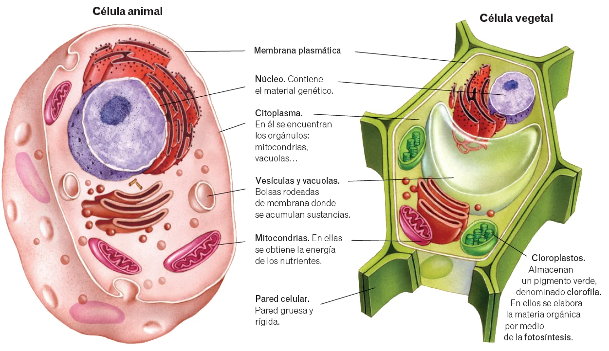 las células eucariotas y sus partes
